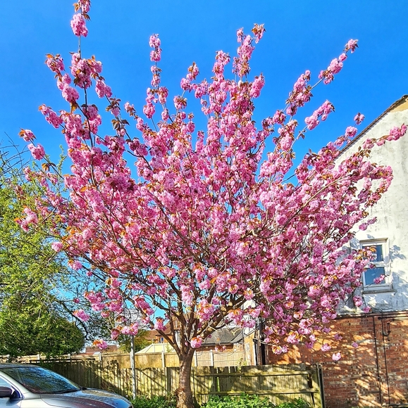 I just have to show you how beautiful spring can be - Picture 1 of 6